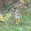 Squirrel Monkey