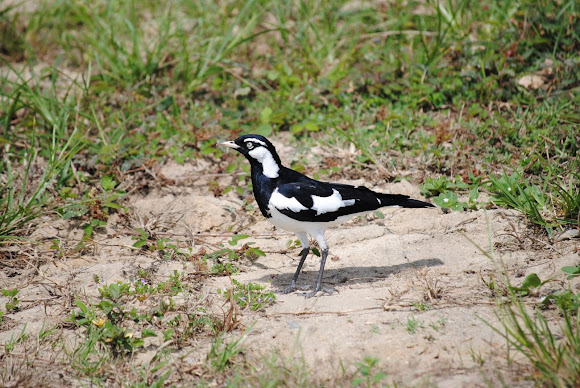 Spotting Image 1