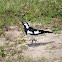 Magpie-lark