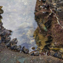 New Zealand green-lipped mussel (Kuku)