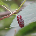 Mulberries