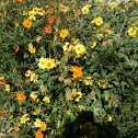 Coreopsis