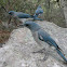 Mexican jay