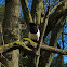 Eurasian Magpie