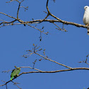 White Hawk and Red lored Parrot