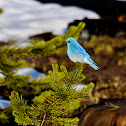 Mountain Bluebird