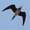 Collared Pratincole; Canastera