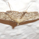 Unknown spotting