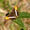 Smooth-banded Sister 