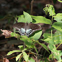 Black Swallowtail
