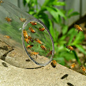 Western honey bee
