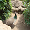 Pavo Real