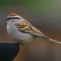 Chipping Sparrow