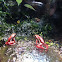 Phantasmal poison frog