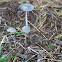 parasol mushroom