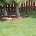 Northern Cardinal