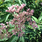 Joe-Pye Weed