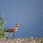 Killdeer