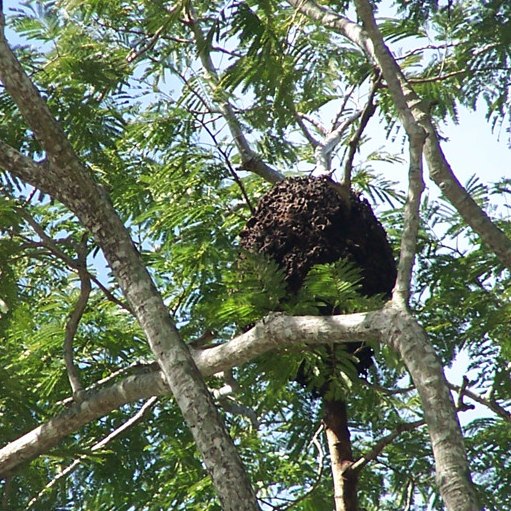 Spotting Image 1