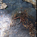 Red back salamander