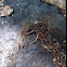 Red back salamander