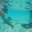 Stingray