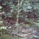Growing thorn plant