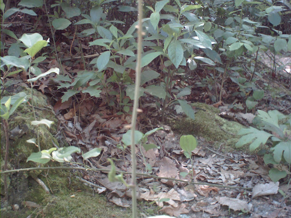 Spotting Image 1