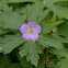 Wild Geranium
