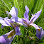 Blue-flag Iris