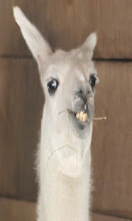 How to mod Ola K Ase 2.0 unlimited apk for pc