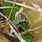 Green Tiger Beetle