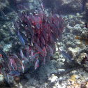Humpback Red Snapper