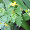 short-spurred corydalis