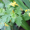 short-spurred corydalis