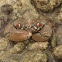 Red-eyed Crab