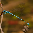 Coenagrion pulchellum
