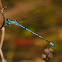 Coenagrion pulchellum