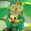 Panther Chameleon
