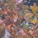Post Oak