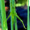 Grasshopper