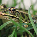 Northern Leopard Frog