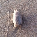Sand crab