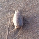 Sand crab
