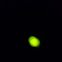 Glow-worm