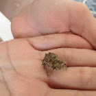 Cane Toad