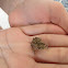 Cane Toad