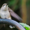 Female Ruby Throated Hummingbird