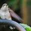 Female Ruby Throated Hummingbird