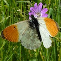 Orange Tip 